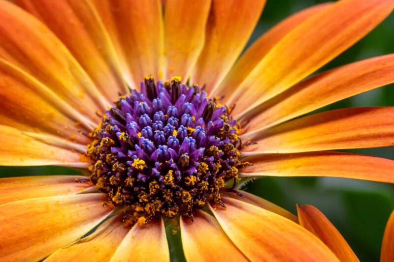 Fleur éclatante
